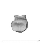 NH MER32 300 Gorilla gorilla gorilla hand phalanx fifth middle right proximal
