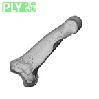 NH MER32 300 Gorilla gorilla gorilla hand phalanx fifth middle right ply