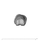 NH MER32 300 Gorilla gorilla gorilla hand phalanx fifth proximal right distal