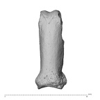NH MER32 300 Gorilla gorilla gorilla hand phalanx fifth proximal right dorsal