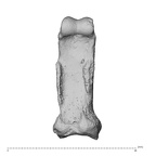 NH MER32 300 Gorilla gorilla gorilla hand phalanx fifth proximal right palmar