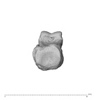 NH MER32 300 Gorilla gorilla gorilla hand phalanx fifth proximal right proximal