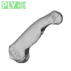 NH MER32 300 Gorilla gorilla gorilla hand phalanx fifth proximal right ply