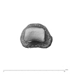 NH MER32 300 Gorilla gorilla gorilla hand phalanx first proximal right distal