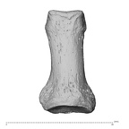 NH MER32 300 Gorilla gorilla gorilla hand phalanx first proximal right dorsal