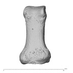 hand phalanx first proximal right