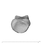 NH MER32 300 Gorilla gorilla gorilla hand phalanx first proximal right proximal
