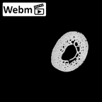 NH MER32 300 Gorilla gorilla gorilla hand phalanx first proximal right ct stack movie