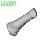 NH MER32 300 Gorilla gorilla gorilla hand phalanx first proximal right ply