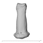 NH MER32 300 Gorilla gorilla gorilla hand phalanx fourth middle right dorsal