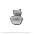 NH MER32 300 Gorilla gorilla gorilla hand phalanx fourth middle right proximal