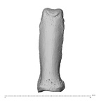NH MER32 300 Gorilla gorilla gorilla hand phalanx fourth proximal right dorsal