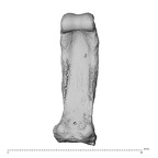 hand phalanx fourth proximal right