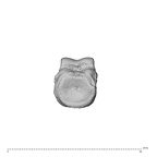 NH MER32 300 Gorilla gorilla gorilla hand phalanx fourth proximal right proximal