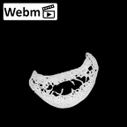 NH MER32 300 Gorilla gorilla gorilla hand phalanx fourth proximal right ct stack movie
