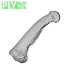 NH MER32 300 Gorilla gorilla gorilla hand phalanx fourth proximal right ply