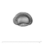 NH MER32 300 Gorilla gorilla gorilla hand phalanx second middle right distal