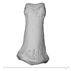 NH MER32 300 Gorilla gorilla gorilla hand phalanx second middle right dorsal