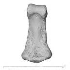 NH MER32 300 Gorilla gorilla gorilla hand phalanx second middle right palmar