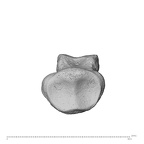 NH MER32 300 Gorilla gorilla gorilla hand phalanx second middle right proximal