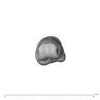 NH MER32 300 Gorilla gorilla gorilla hand phalanx second proximal right distal