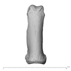 NH MER32 300 Gorilla gorilla gorilla hand phalanx second proximal right dorsal