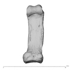 hand phalanx second proximal right