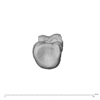 NH MER32 300 Gorilla gorilla gorilla hand phalanx second proximal right proximal