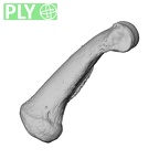 NH MER32 300 Gorilla gorilla gorilla hand phalanx second proximal right ply