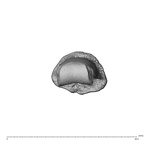 NH MER32 300 Gorilla gorilla gorilla hand phalanx third middle right distal