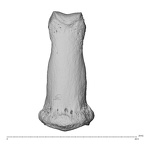 NH MER32 300 Gorilla gorilla gorilla hand phalanx third middle right dorsal