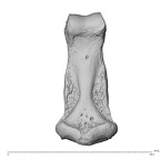 NH MER32 300 Gorilla gorilla gorilla hand phalanx third middle right palmar