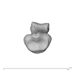 NH MER32 300 Gorilla gorilla gorilla hand phalanx third middle right proximal