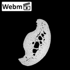 NH MER32 300 Gorilla gorilla gorilla hand phalanx third middle right ct stack movie