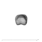 NH MER32 300 Gorilla gorilla gorilla hand phalanx third proximal right distal