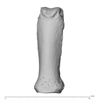 NH MER32 300 Gorilla gorilla gorilla hand phalanx third proximal right dorsal