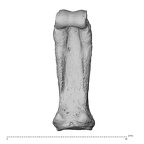 NH MER32 300 Gorilla gorilla gorilla hand phalanx third proximal right palmar