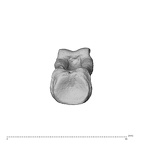 NH MER32 300 Gorilla gorilla gorilla hand phalanx third proximal right proximal