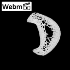 NH MER32 300 Gorilla gorilla gorilla hand phalanx third proximal right ct stack movie