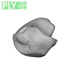 NH MER32 300 Gorilla gorilla gorilla lunate right ply
