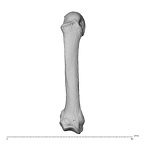 NH MER32 300 Gorilla gorilla gorilla metacarpal fifth right dorsal