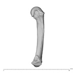 NH MER32 300 Gorilla gorilla gorilla metacarpal fifth right radial
