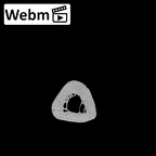 NH MER32 300 Gorilla gorilla gorilla metacarpal fifth right ct stack movie