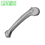 NH MER32 300 Gorilla gorilla gorilla metacarpal fifth right ply