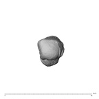 NH MER32 300 Gorilla gorilla gorilla metacarpal first right distal