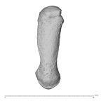NH MER32 300 Gorilla gorilla gorilla metacarpal first right dorsal