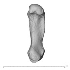 NH MER32 300 Gorilla gorilla gorilla metacarpal first right palmar