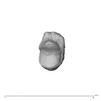 NH MER32 300 Gorilla gorilla gorilla metacarpal first right proximal