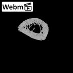 NH MER32 300 Gorilla gorilla gorilla metacarpal first right ct stack movie