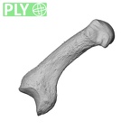 NH MER32 300 Gorilla gorilla gorilla metacarpal first right ply